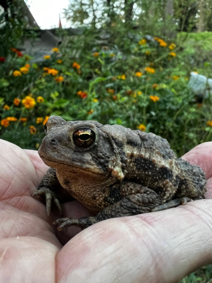 American Toad